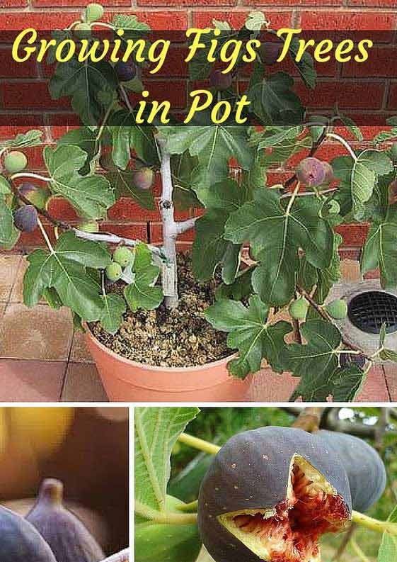 Top 26 Exciting Ideas To Grow Potted Veggies and Fruits – HomeDesignInspired