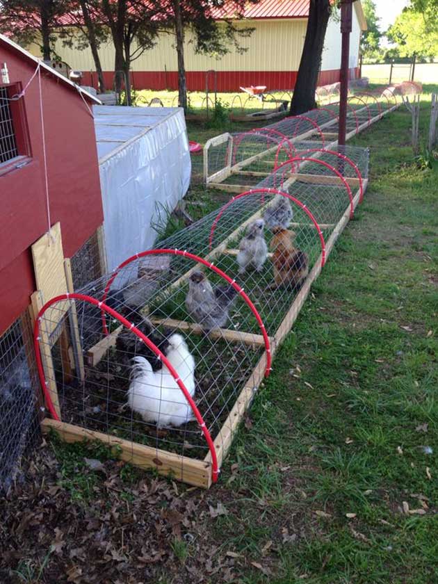 Build A DIY Chicken Tunnel In Your Backyard ...