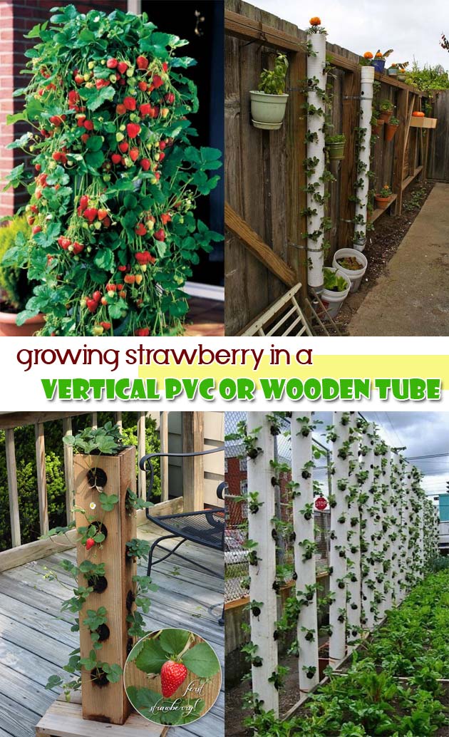 DIY Saving Space Ideas for Growing Strawberries - HomeDesignInspired