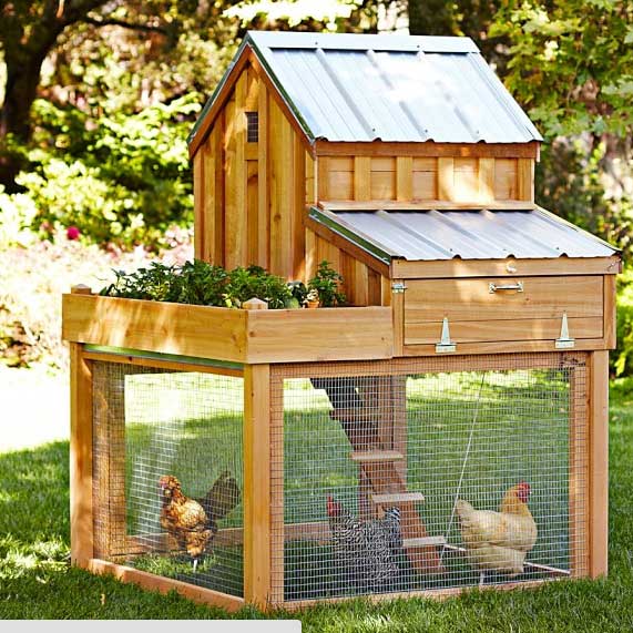 diy-chicken-coop-projects-HDI-10