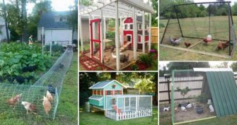22 Low-Budget DIY Backyard Chicken Coop Plans