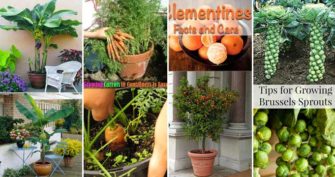 Top 26 Exciting Ideas To Grow Potted Veggies and Fruits