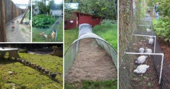 Build A DIY Chicken Tunnel In Your Backyard