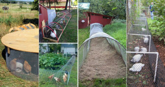 Build A DIY Chicken Tunnel In Your Backyard