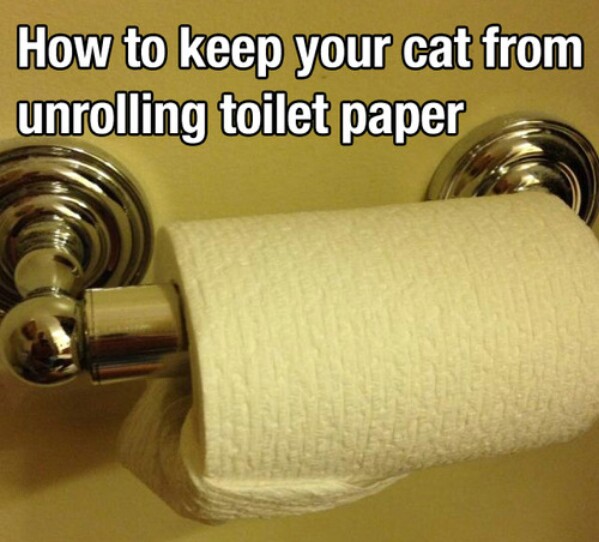 How to Keep Your Cat from Unrolling Toilet Paper