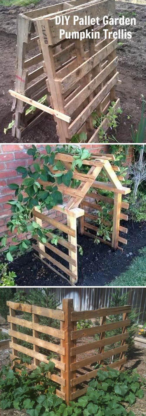 Pallets Trellis