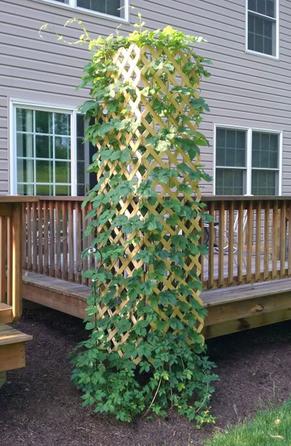 Lattice Fence Panel Trellis