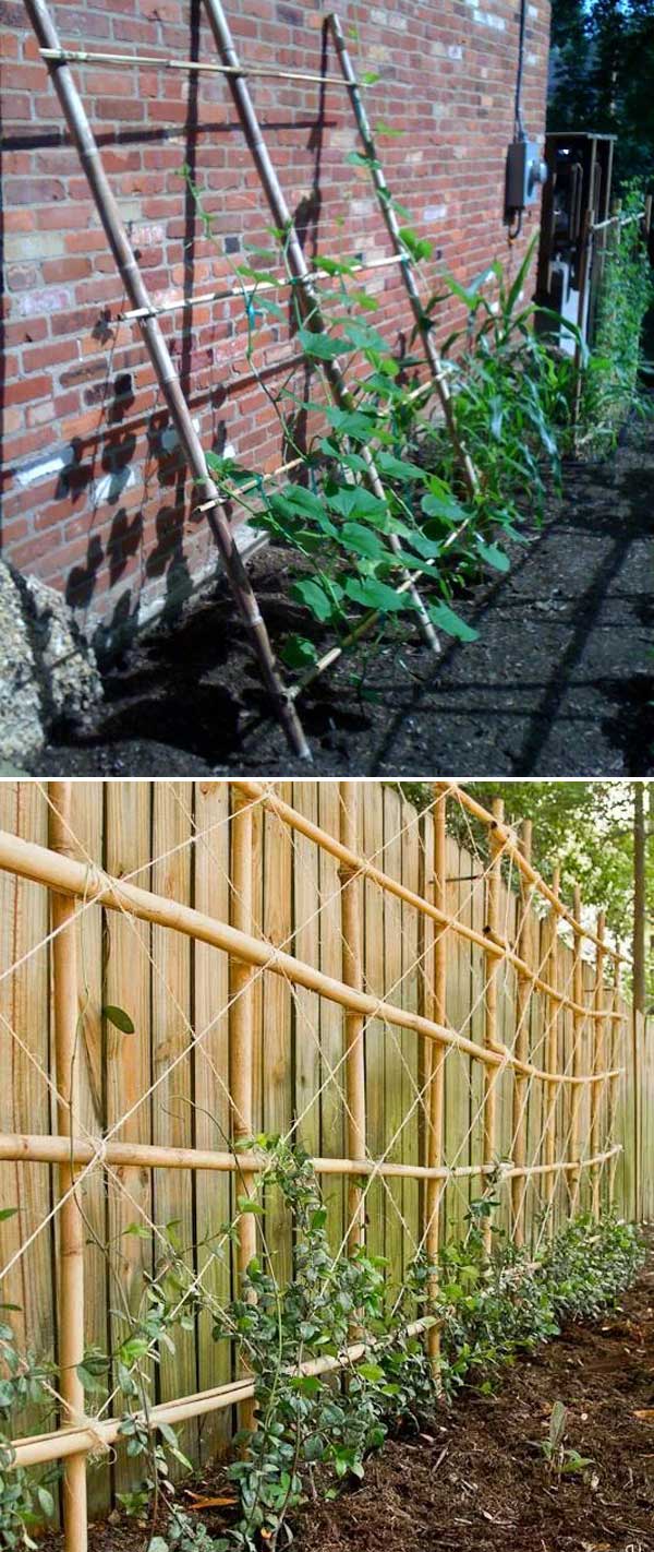 Garden Trellis Against The Wall