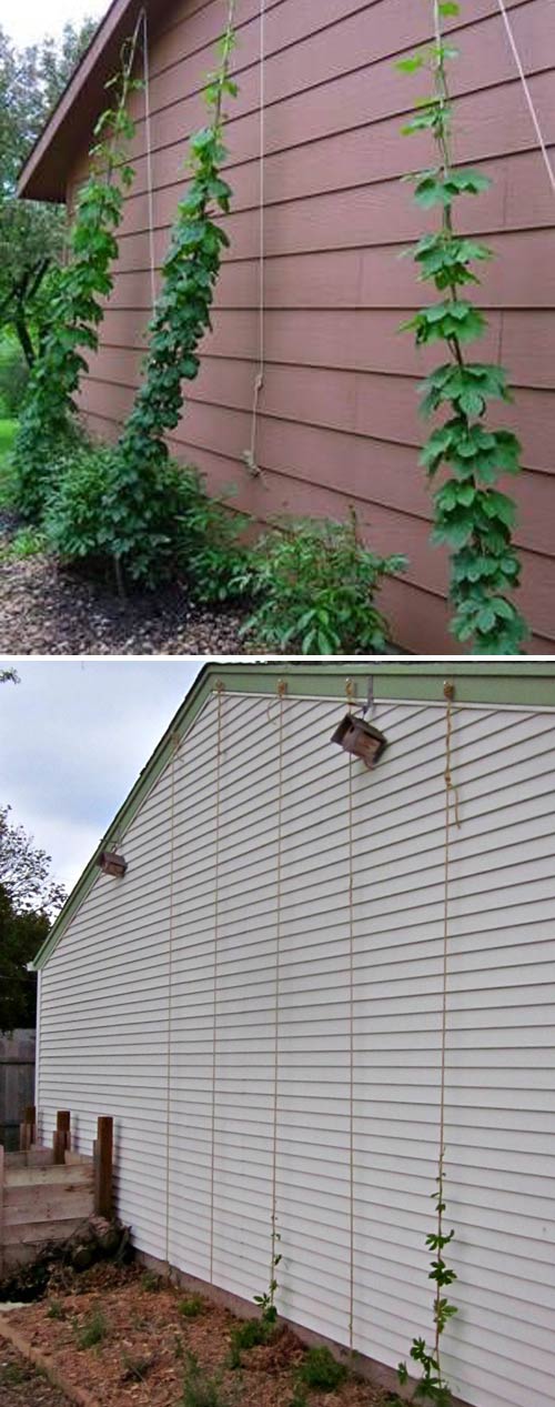 Growing Hops Against a Wall