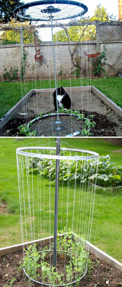 Rim Trellis for Your Garden