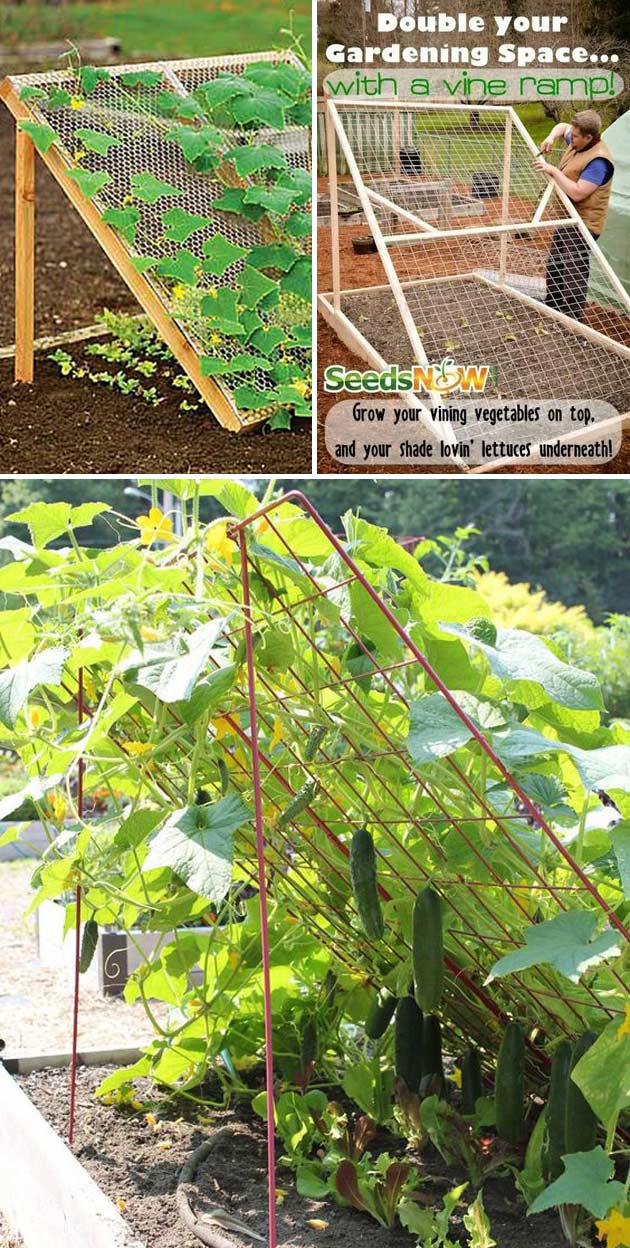 Double Your Gardening Space with a Vine Ramp