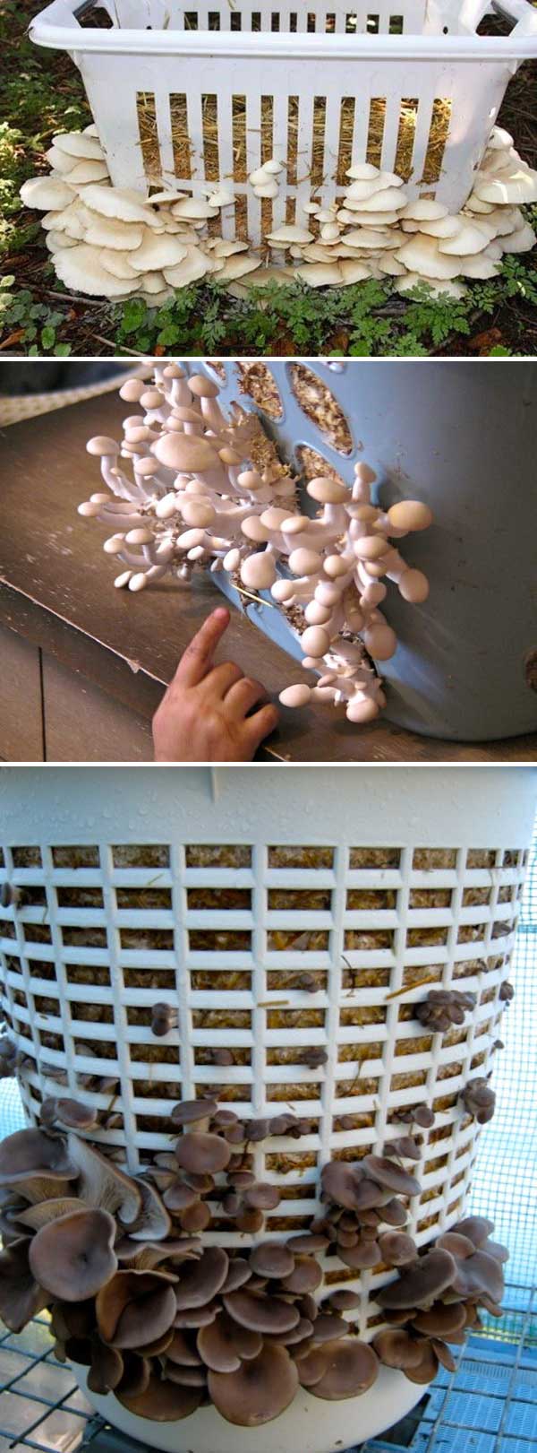 Grow Mushrooms in a Laundry Basket