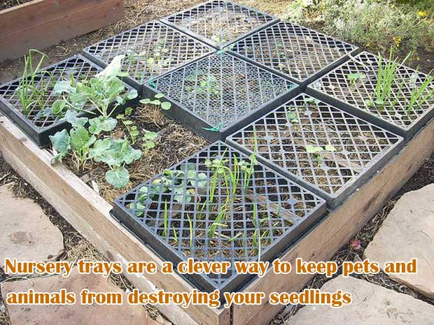 N to keep pets and animals from destroying your seedlings