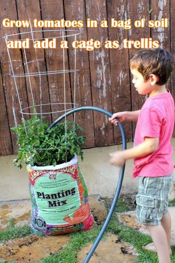 Grow tomatoes in a bag of soil