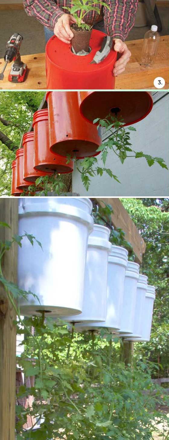 Growing tomatoes upside down