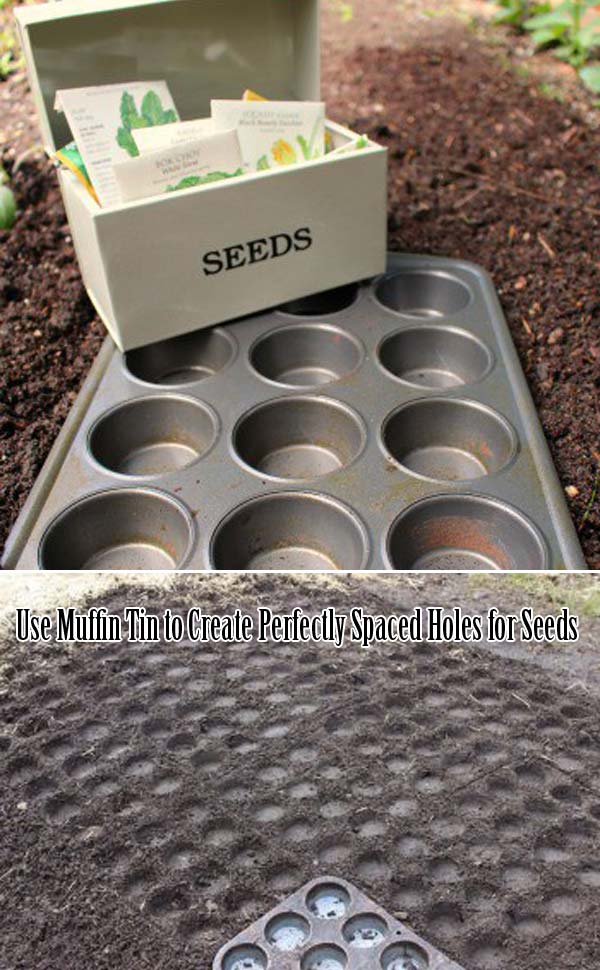 Use Muffin Tin to Create Spaced Holes for Seeds
