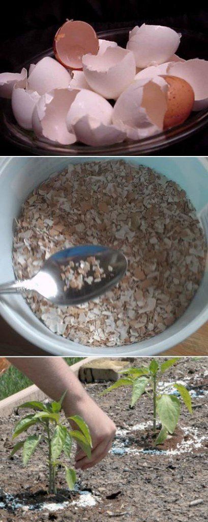 Crushed eggshells can protect your plants from pests