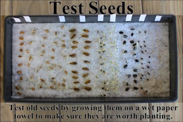 Test old seeds on a wet paper