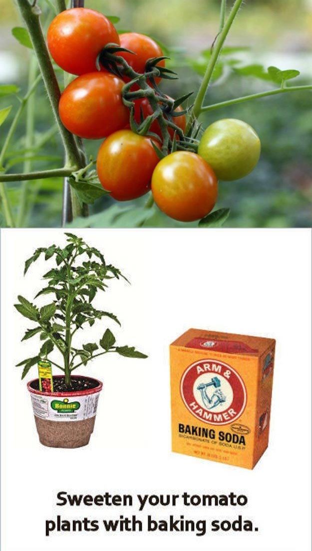 Sweeten your tomato plants by adding baking soda to the soil