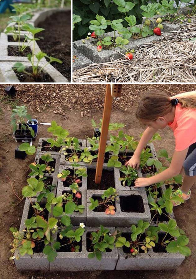 Grow strawberry plants in cinder blocks