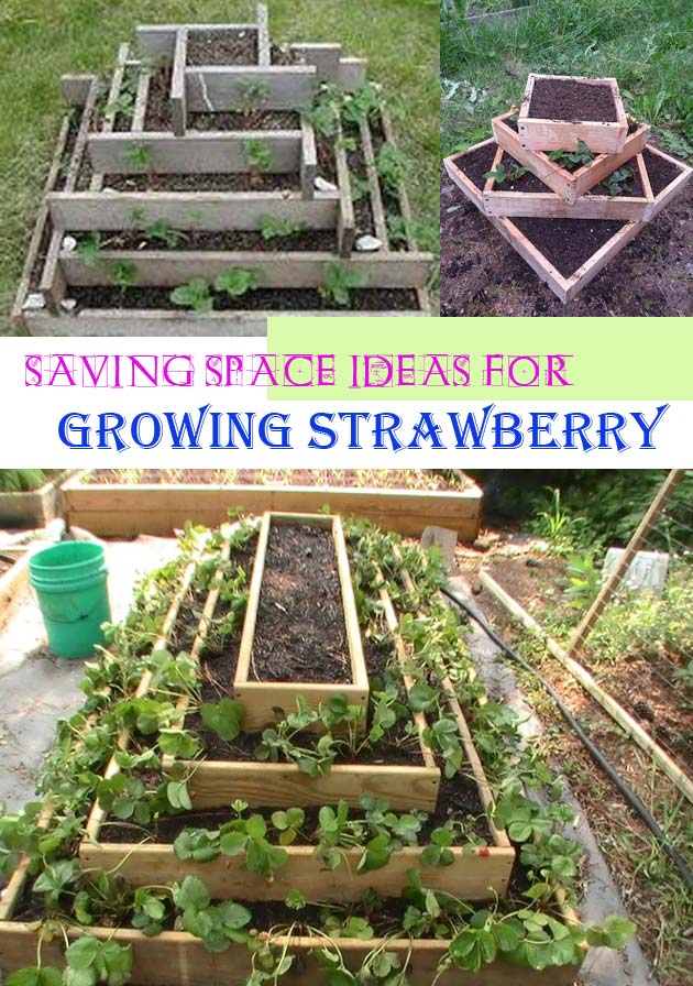 Pyramid strawberry planter