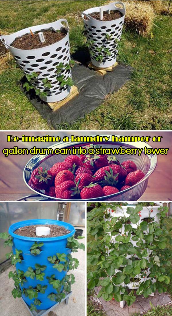 laundry hamper or gallon drum can strawberry planter