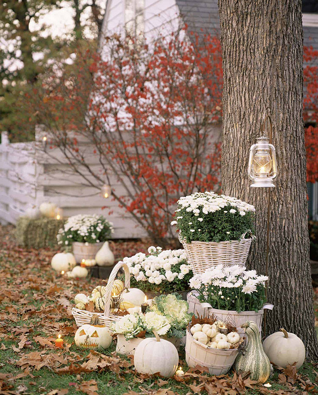 This outdoor scene is so pretty and calm! All the white pumpkins and the white mums in baskets look amazing next to the big tree and the red leaves in the background.