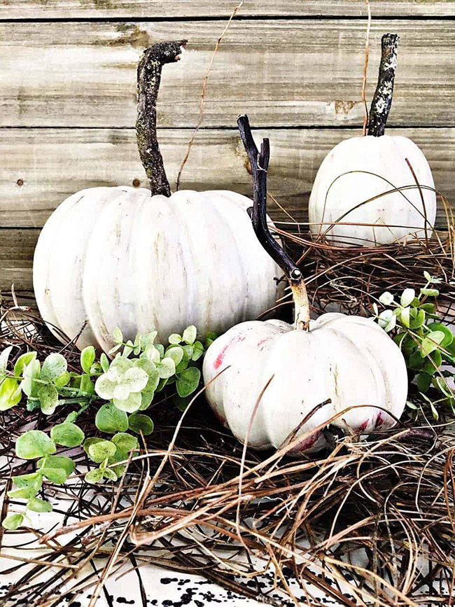 The beauty of these pumpkins is in their imperfections. The rough paint and the dark, twisty stems give each white pumpkin a ton of character, making them look like they were just gathered from a rustic country field.